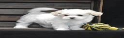 Maltese dogs for sale: Sienna - Ad 5