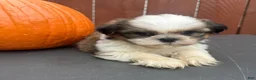 Shih Tzu dogs for sale: Fudge - Ad 4