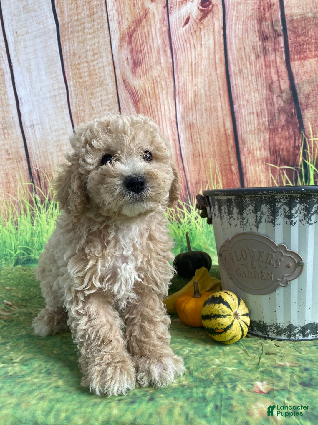 Bichpoo dogs for sale: Theo - Ad 4