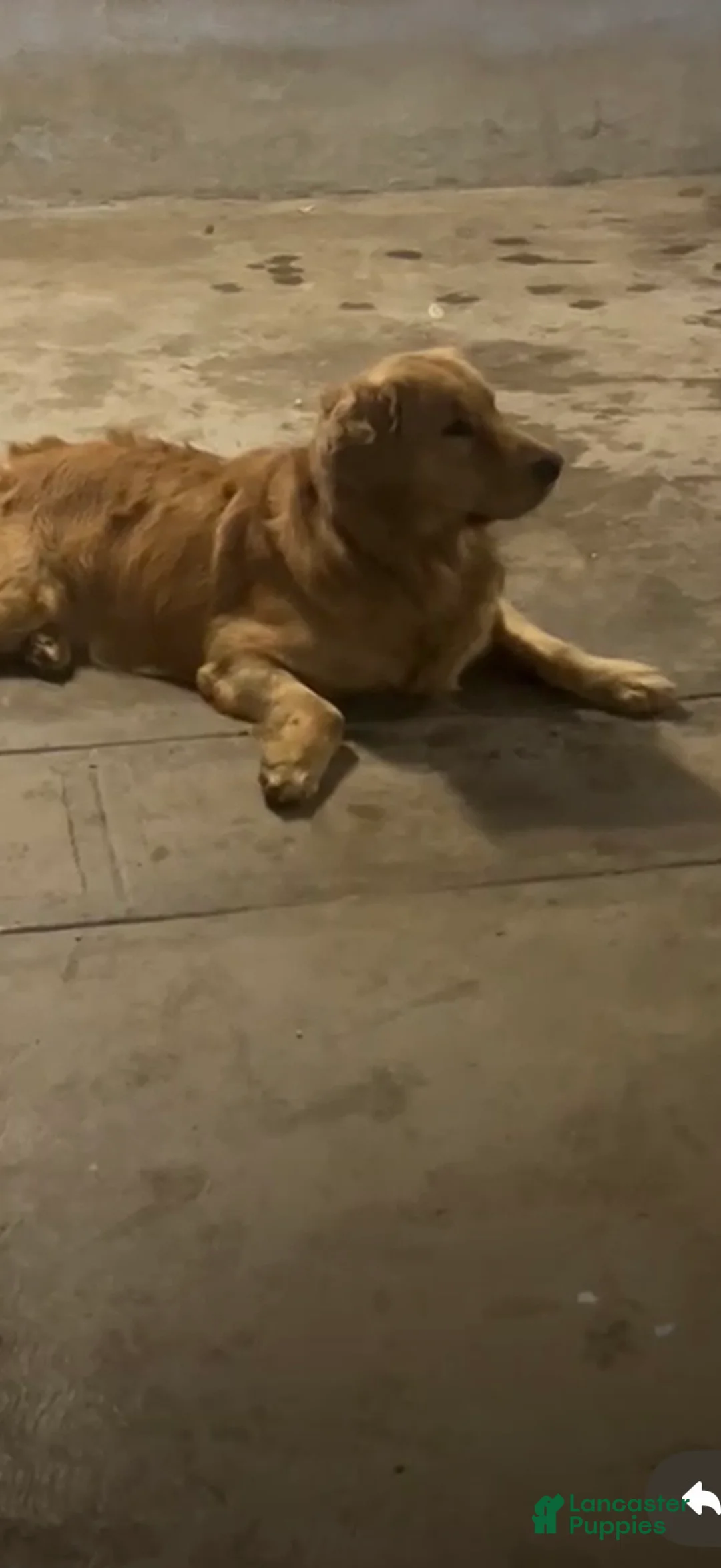 Golden Retriever dogs for sale: Golden Retriever 1 - Ad 2