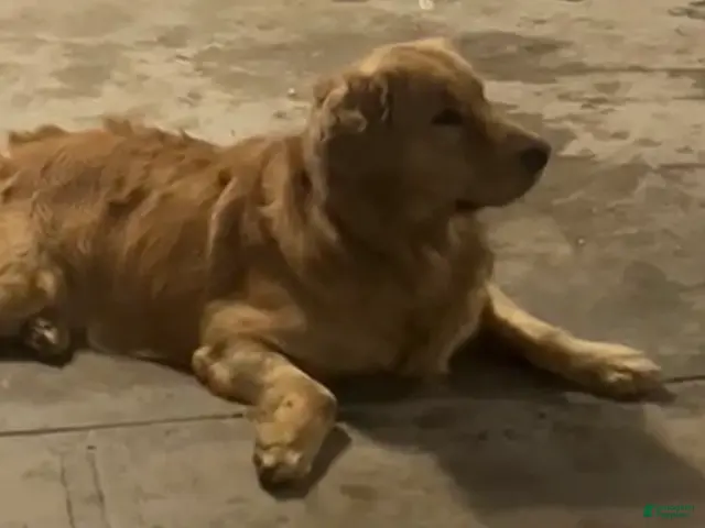 Golden Retriever dogs for sale: Golden Retriever 1 - Ad 2
