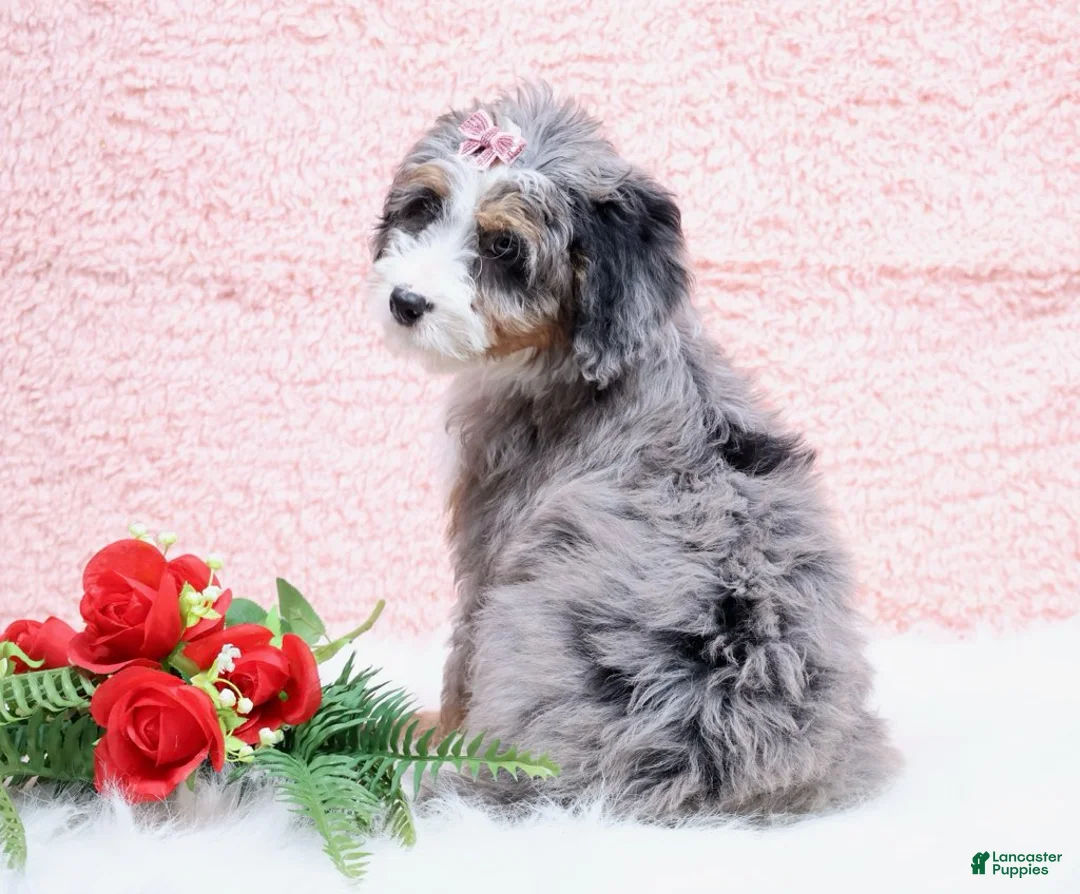 Mini Bernedoodle dogs for sale: Bandit - Ad 5