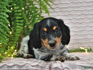 Miniature Dachshund dogs Tyler - Ad 33