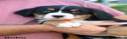 Bernese Mountain Dog dogs for sale: Bobo - Ad 5