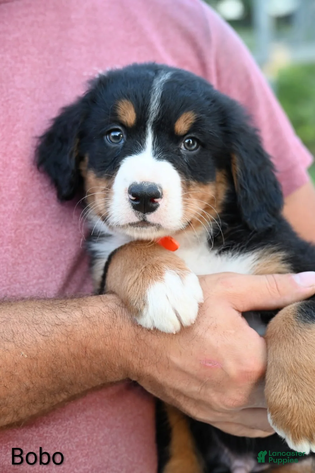 Bernese Mountain Dog dogs for sale: Bobo - Ad 5