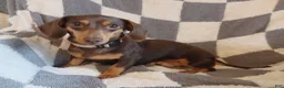 Miniature Dachshund dogs for sale: Mocha - Ad 4