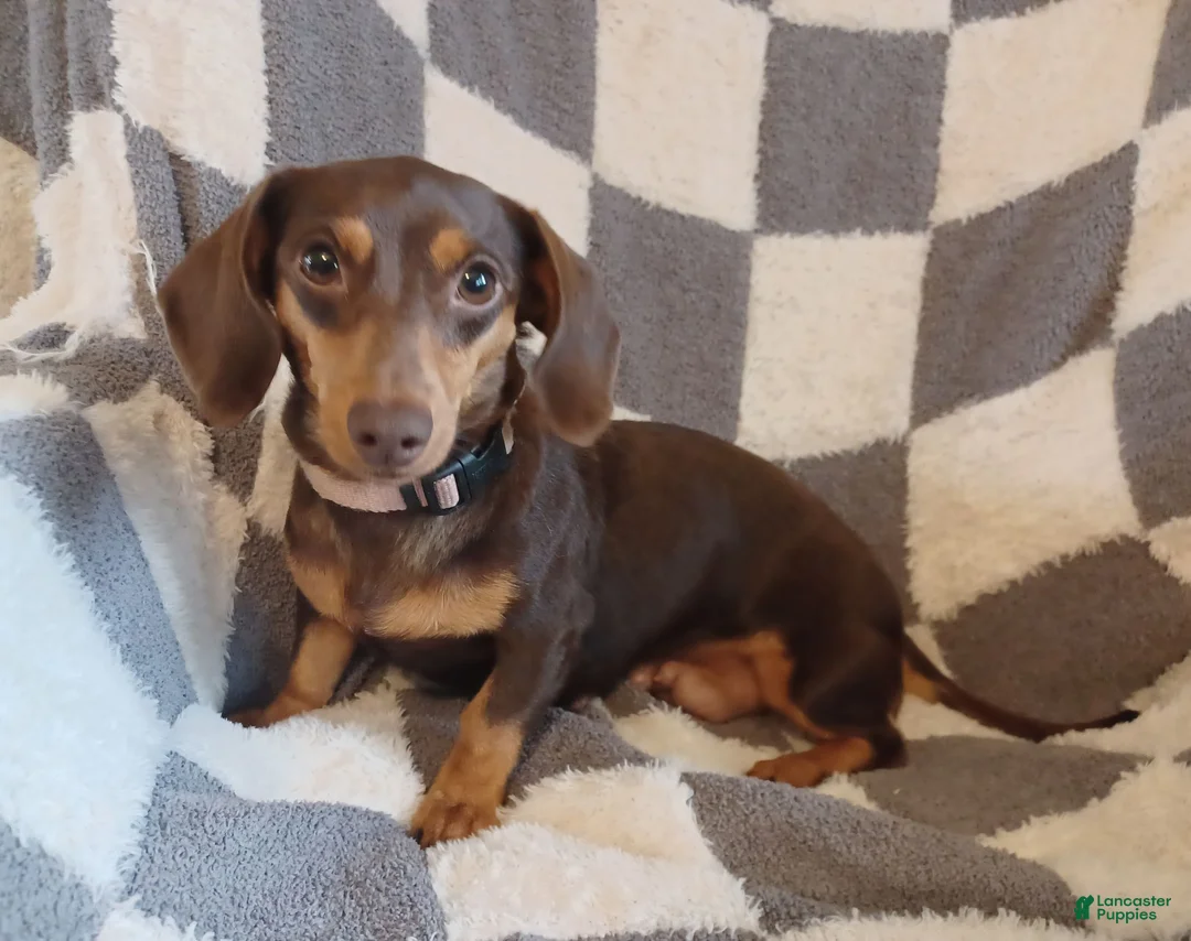 Miniature Dachshund dogs for sale: Mocha - Ad 4