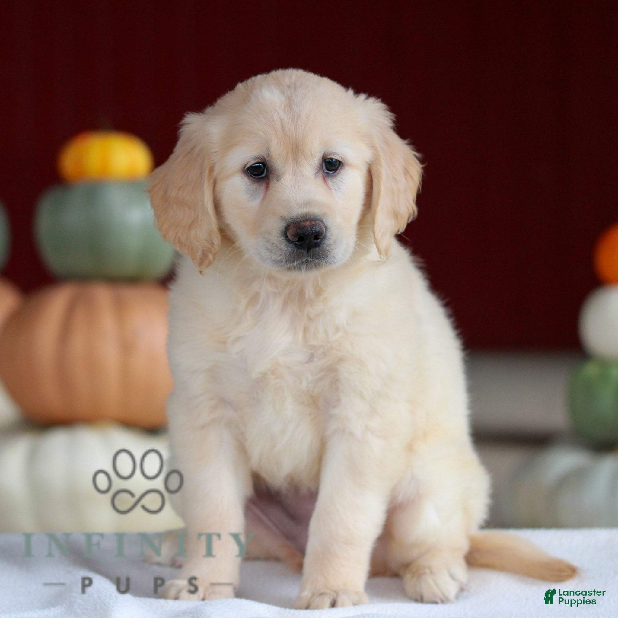 Golden Retriever dogs for sale: Lily  - Ad 1