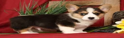 Welsh Corgi Pembroke dogs for sale: Danny Genetic Clear - Ad 3