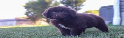 Newfoundland dogs for sale: Archie - Ad 4