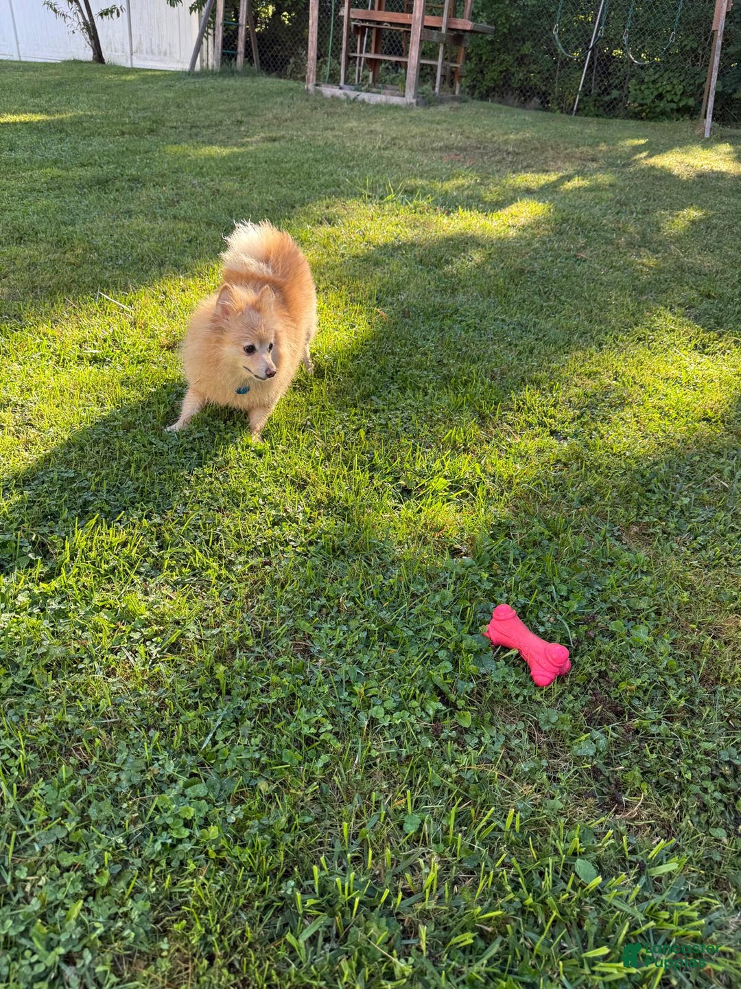 Pomeranian dogs for sale: Pomeranian Puppy 1 - Ad 9
