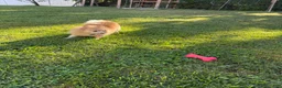 Pomeranian dogs for sale: Pomeranian Puppy 1 - Ad 9