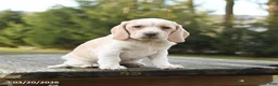 Beagle dogs for sale: Buddy - Ad 3