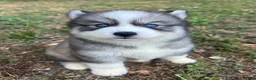 Siberian Husky dogs for sale: Chevy - Ad 4
