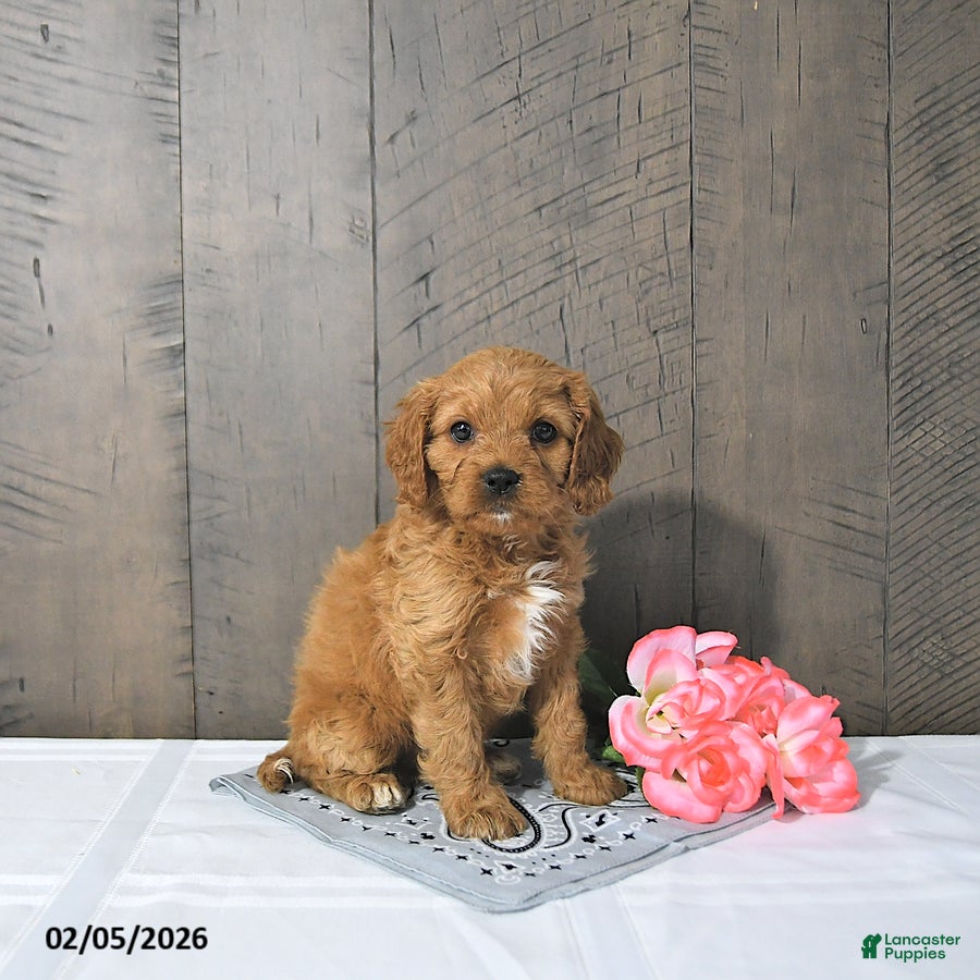 Cavapoo dogs Fae - Ad 22