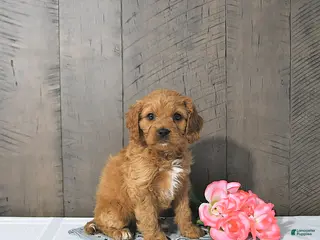 Cavapoo dogs Fae - Ad 21