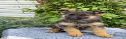 German Shepherd dogs for sale: Gertie - Ad 1