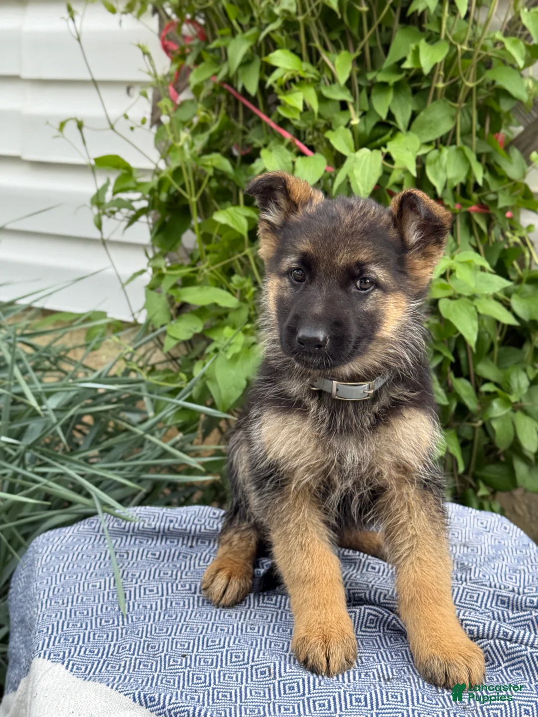 German Shepherd dogs for sale: Gertie - Ad 1