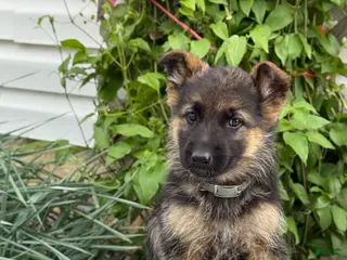 German Shepherd dogs for sale: Gertie - Ad 3