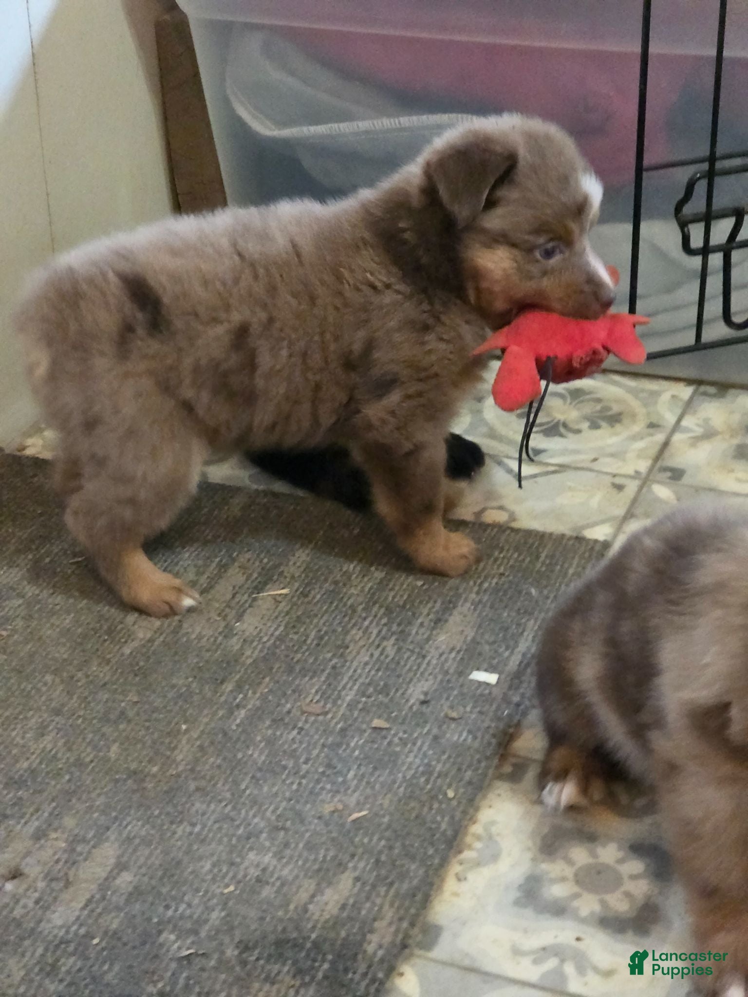 Australian Shepherd dogs Ruby - Ad 24