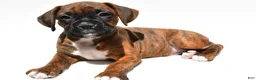 Boxer dogs for sale: Sadie - Ad 3