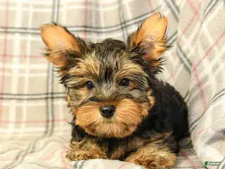 Yorkshire Terrier dogs Nolan - Ad 2