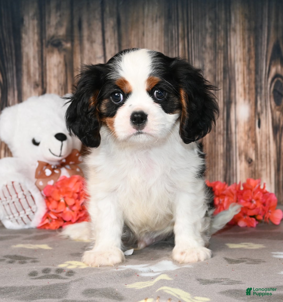 Cavalier King Charles Spaniel dogs for sale: Enzo - Ad 3