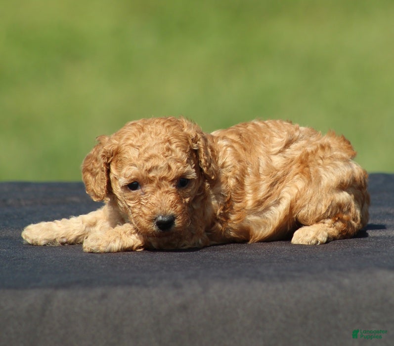 Toy Poodle dogs Ariel - Ad 1