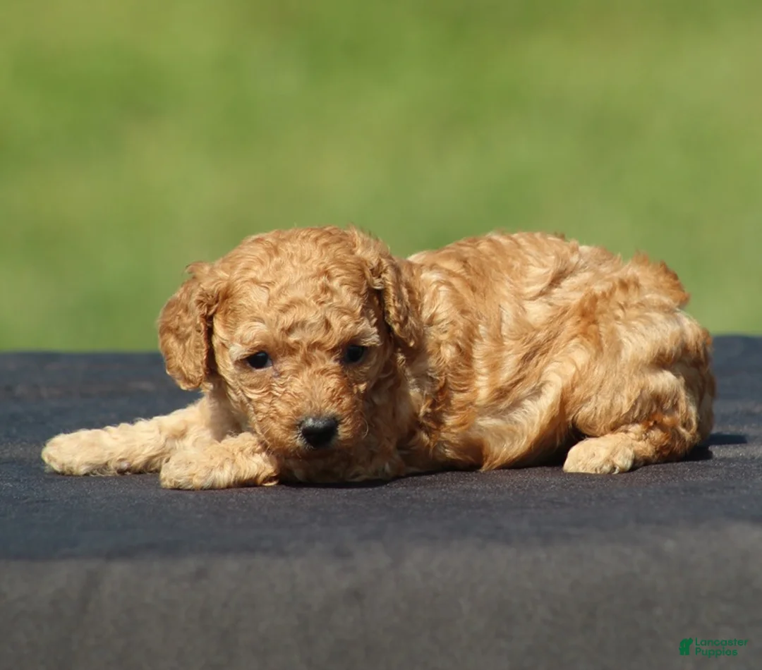 Toy Poodle dogs for sale: Ariel - Ad 1