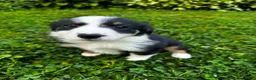 Australian Shepherd dogs for sale: Glory - Ad 1
