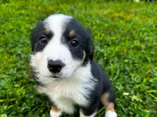Australian Shepherd dogs Glory - Ad 8