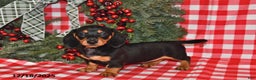 Miniature Dachshund dogs for sale: Pixie - Ad 5