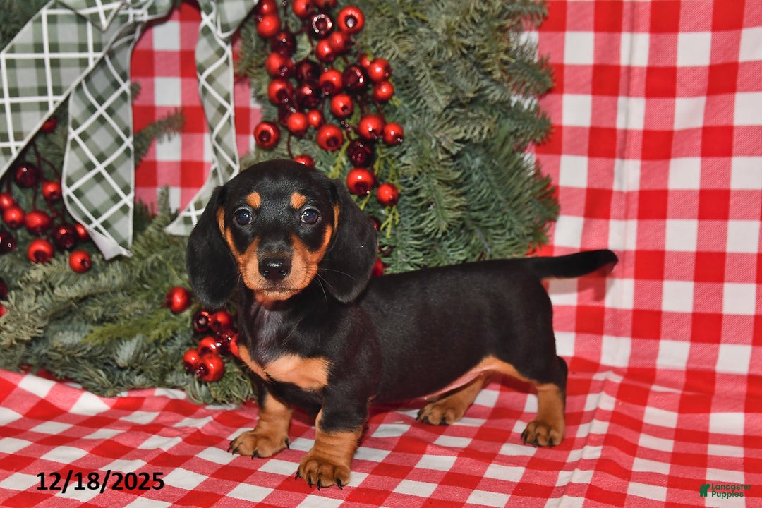 Miniature Dachshund dogs for sale: Pixie - Ad 5