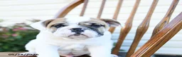 English Bulldog dogs for sale: Pudgy - Ad 3