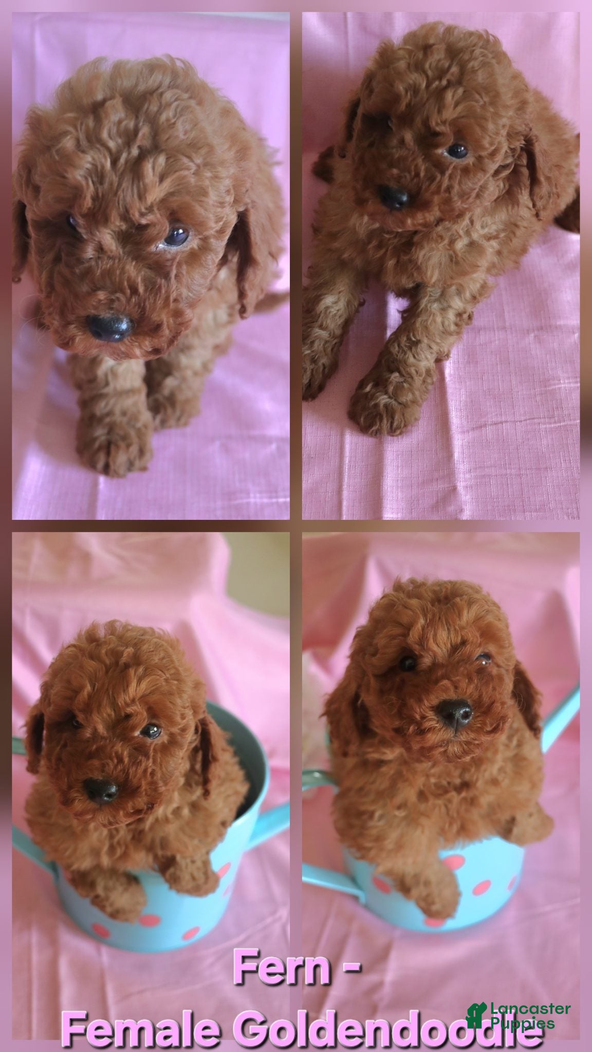 Goldendoodle dogs Fern_female - Ad 24