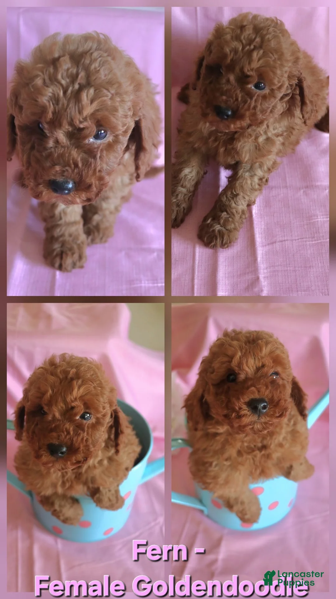 Goldendoodle dogs for sale: Fern_female - Ad 1