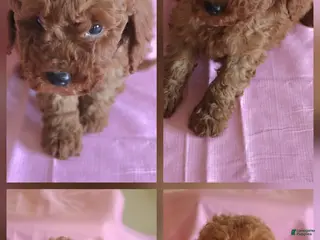 Goldendoodle dogs Fern_female - Ad 24