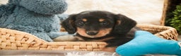 Miniature Dachshund dogs for sale: Cocoa - Ad 2