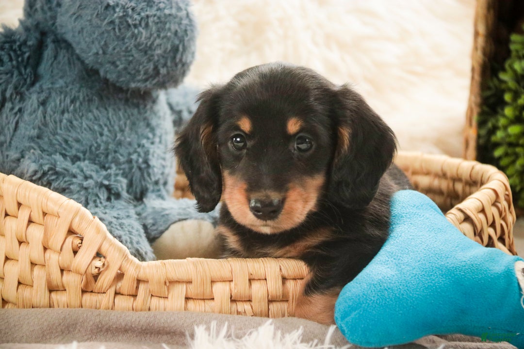 Miniature Dachshund dogs for sale: Cocoa - Ad 2