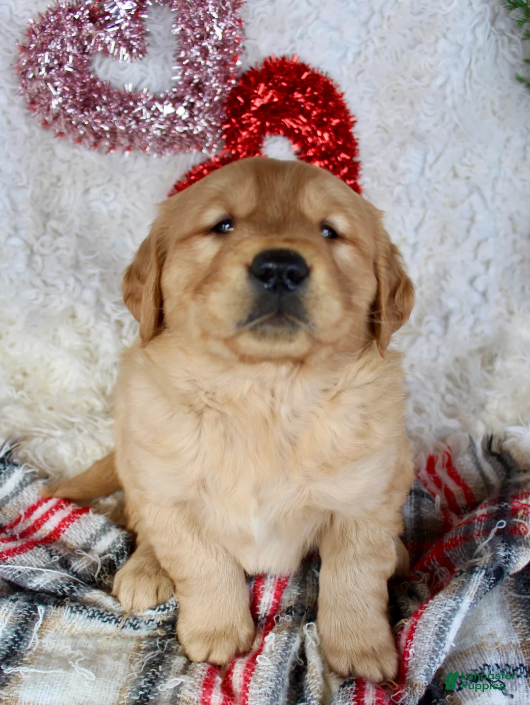Golden Retriever dogs for sale: Golden Retriever Puppy Male 1 - Ad 5