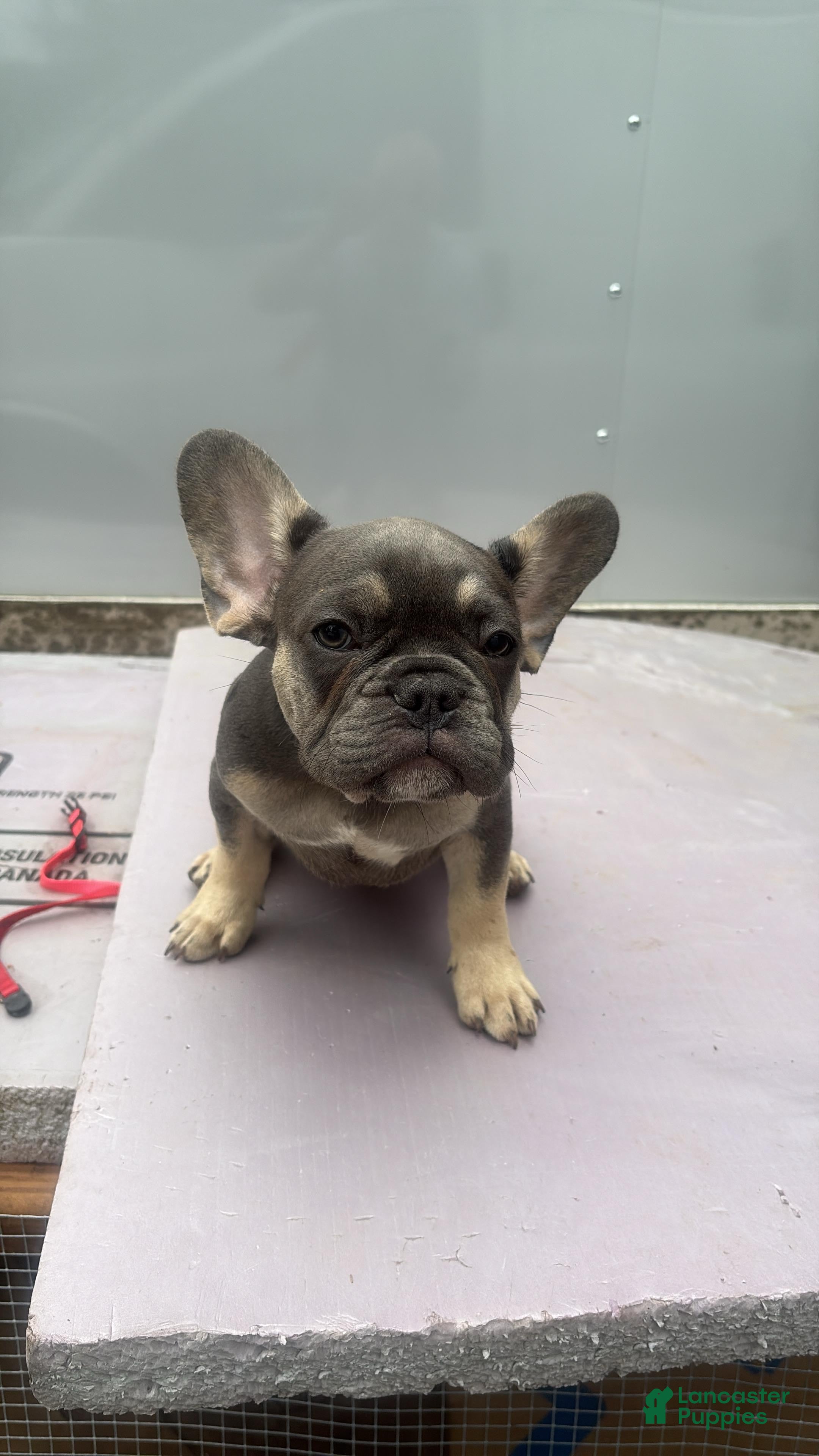 French Bulldog dogs French Bulldog 1 - Ad 20