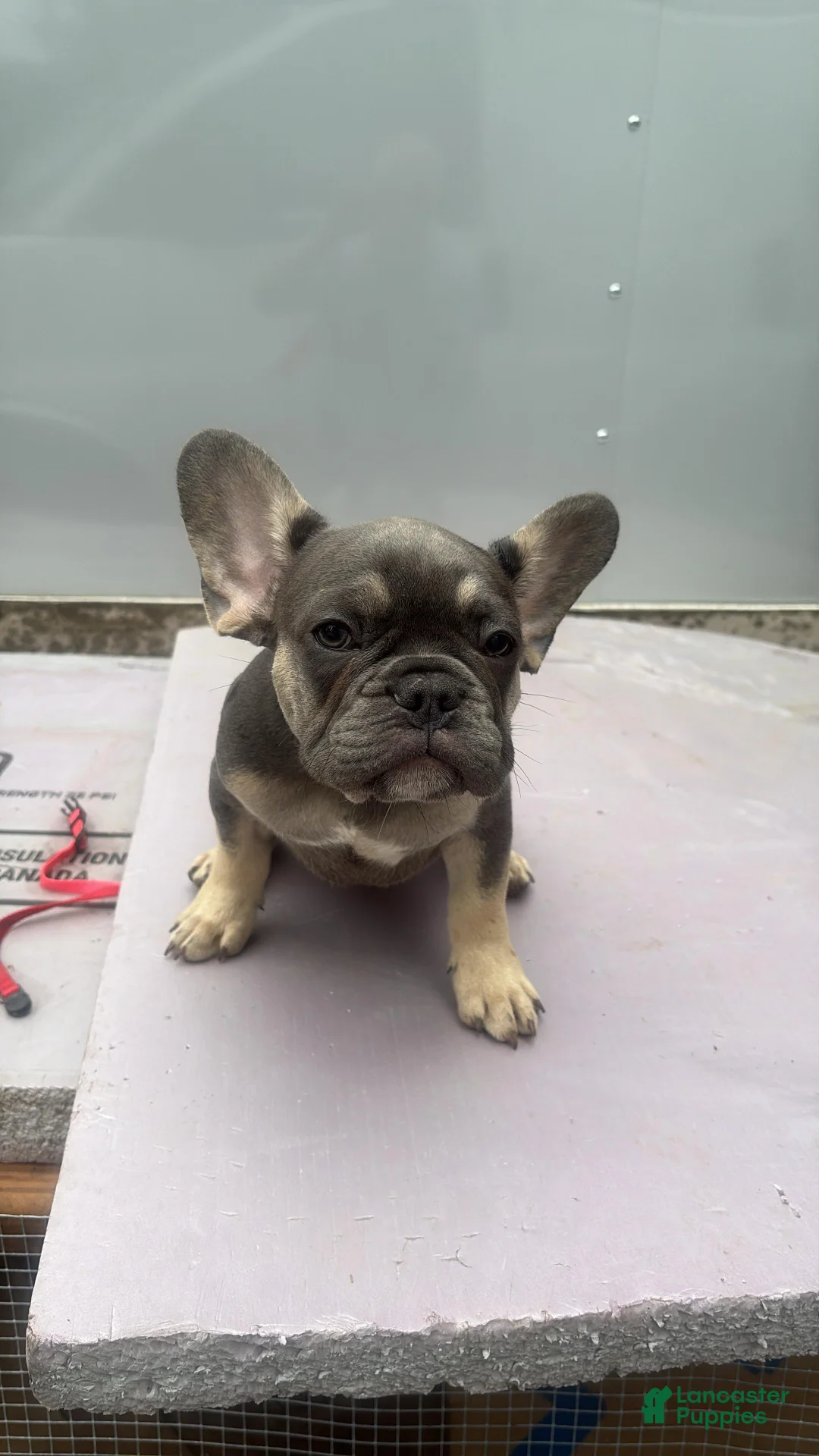 French Bulldog dogs for sale: French Bulldog 1 - Ad 1