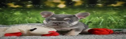 French Bulldog dogs for sale: Mercy - Ad 4