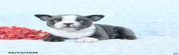 Boston Terrier dogs for sale: Lily - Ad 5