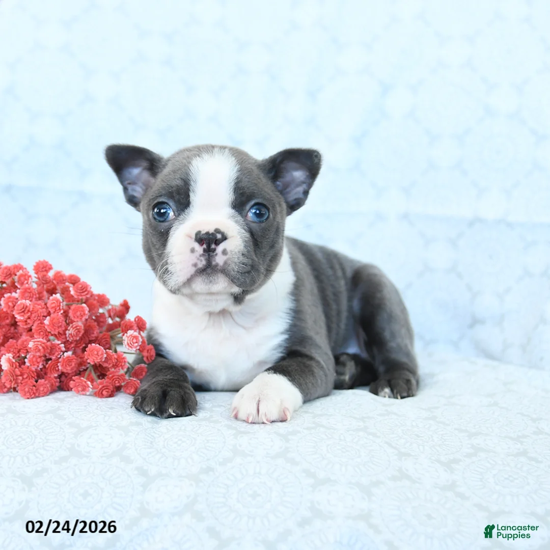 Boston Terrier dogs for sale: Lily - Ad 5