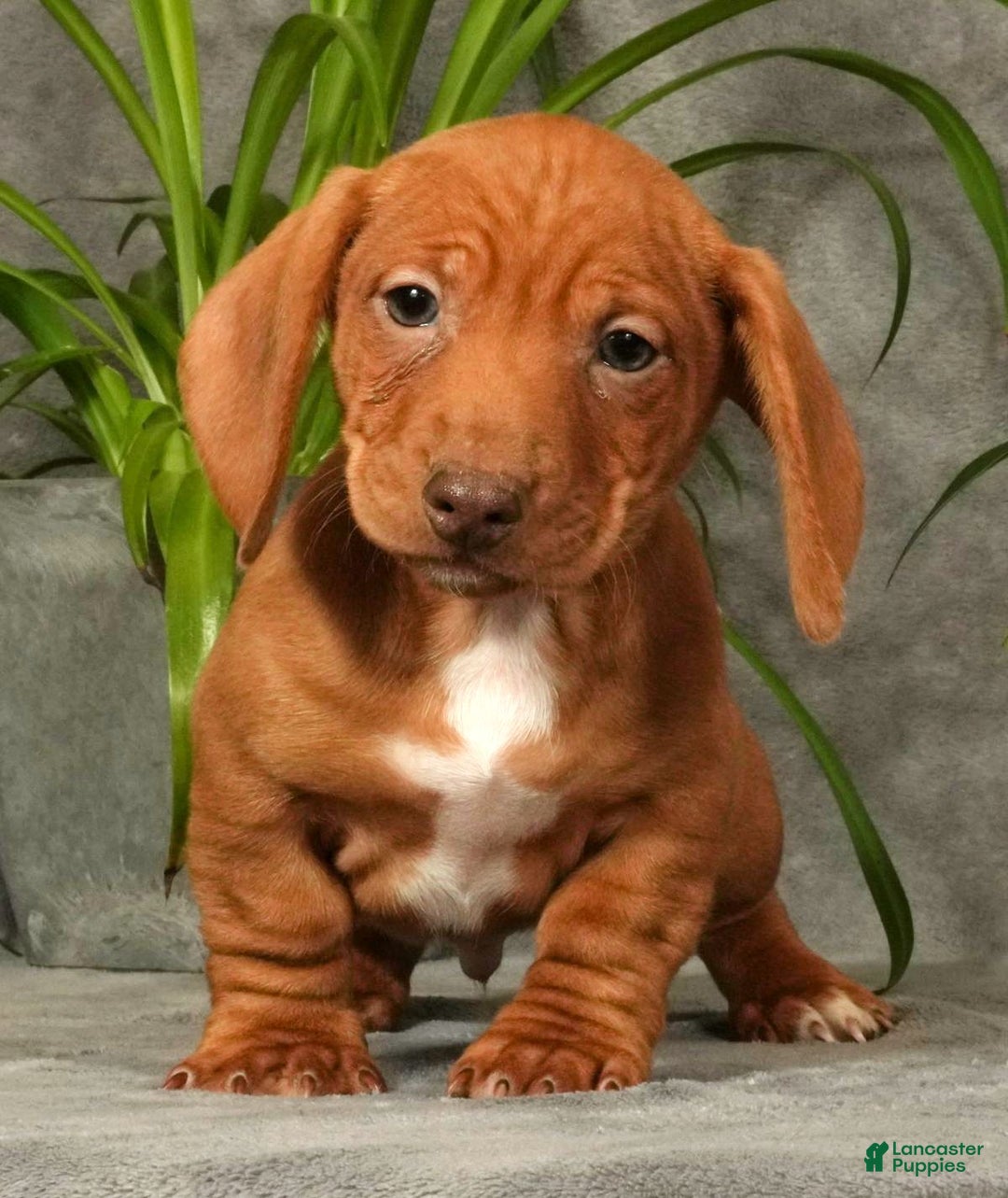 Miniature Dachshund dogs for sale: Seth - Ad 1
