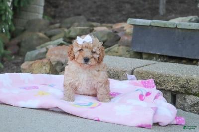 Cavapoo dogs Russel - Ad 2