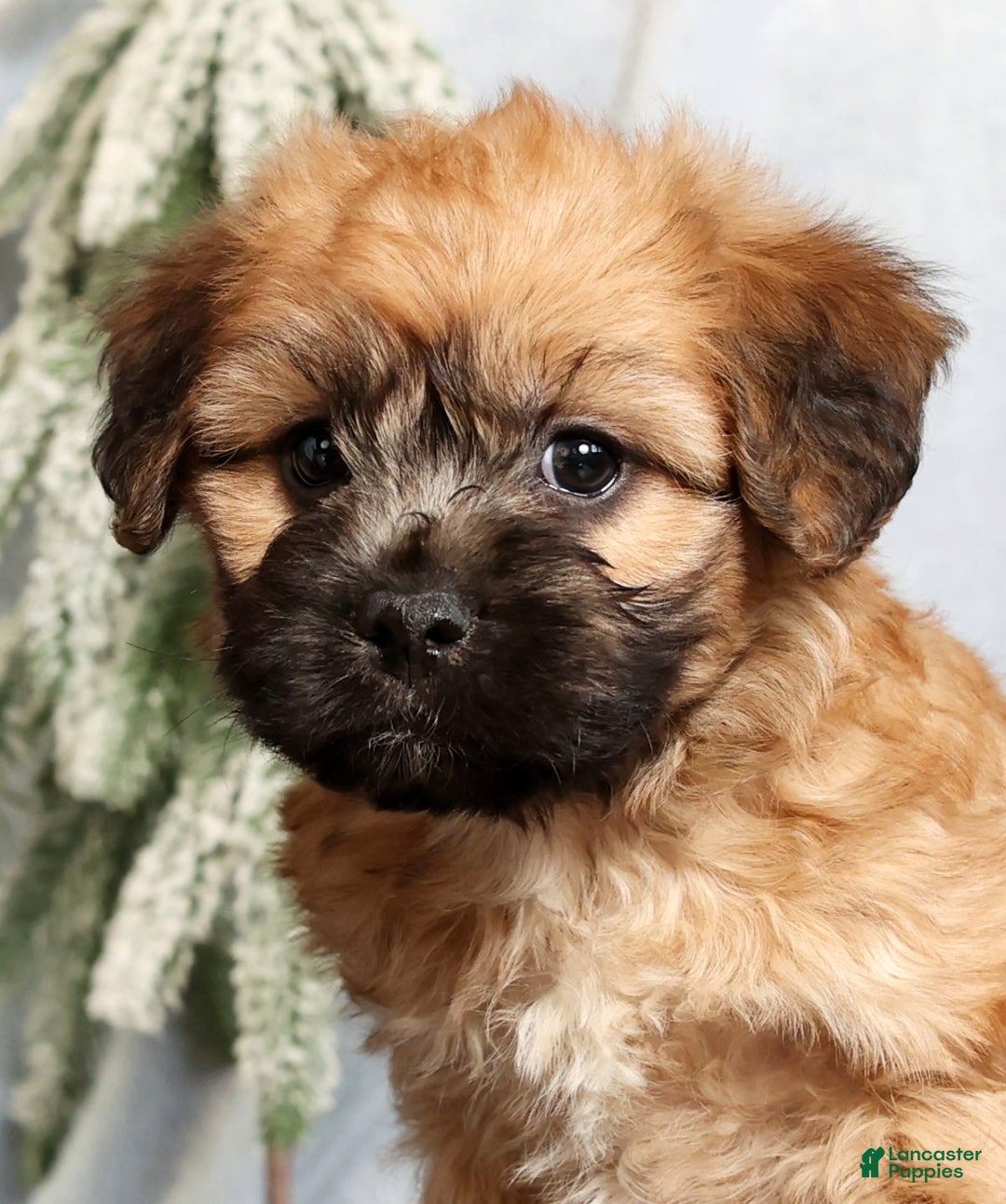 Mixed Breed dogs for sale: Jill - Ad 9