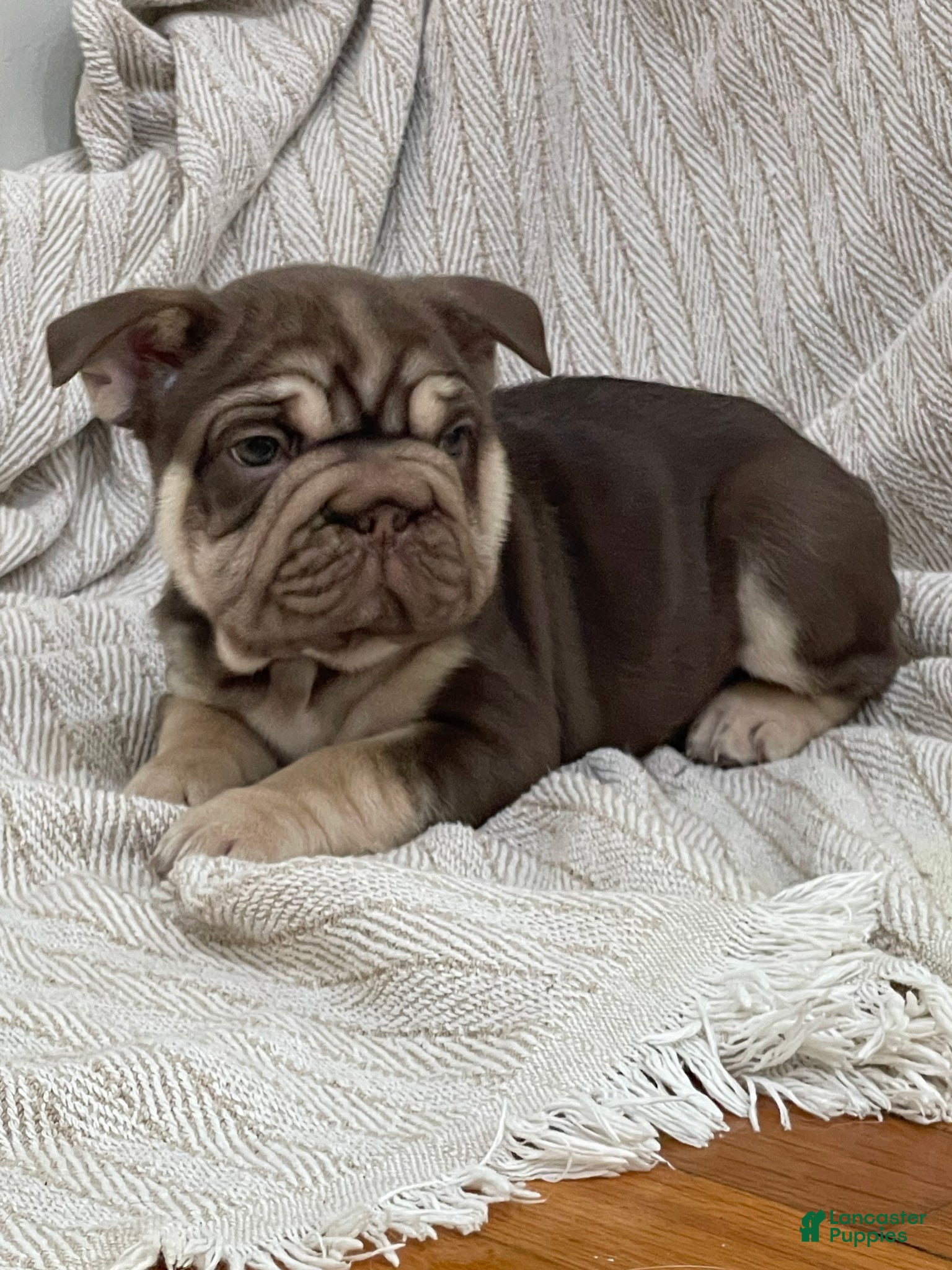 French Bulldog dogs for sale: Bluey - Ad 3