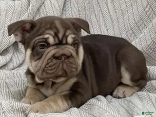 French Bulldog dogs for sale: Bluey - Ad 3